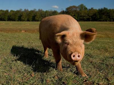 Piggy